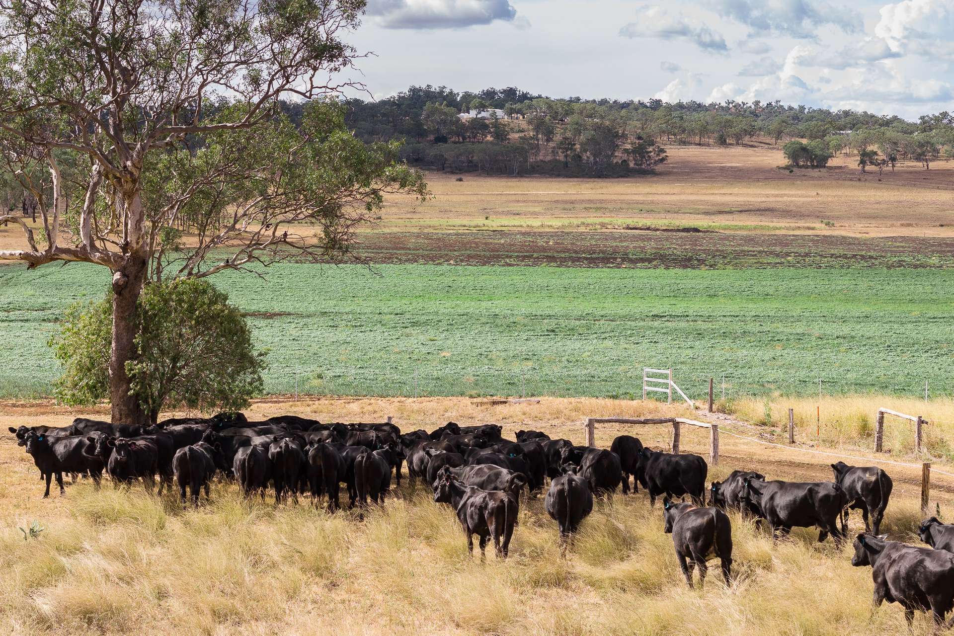 "Hi-View" 299 Hudson Road, Felton For Sale by Farmbuy.com - image 5
