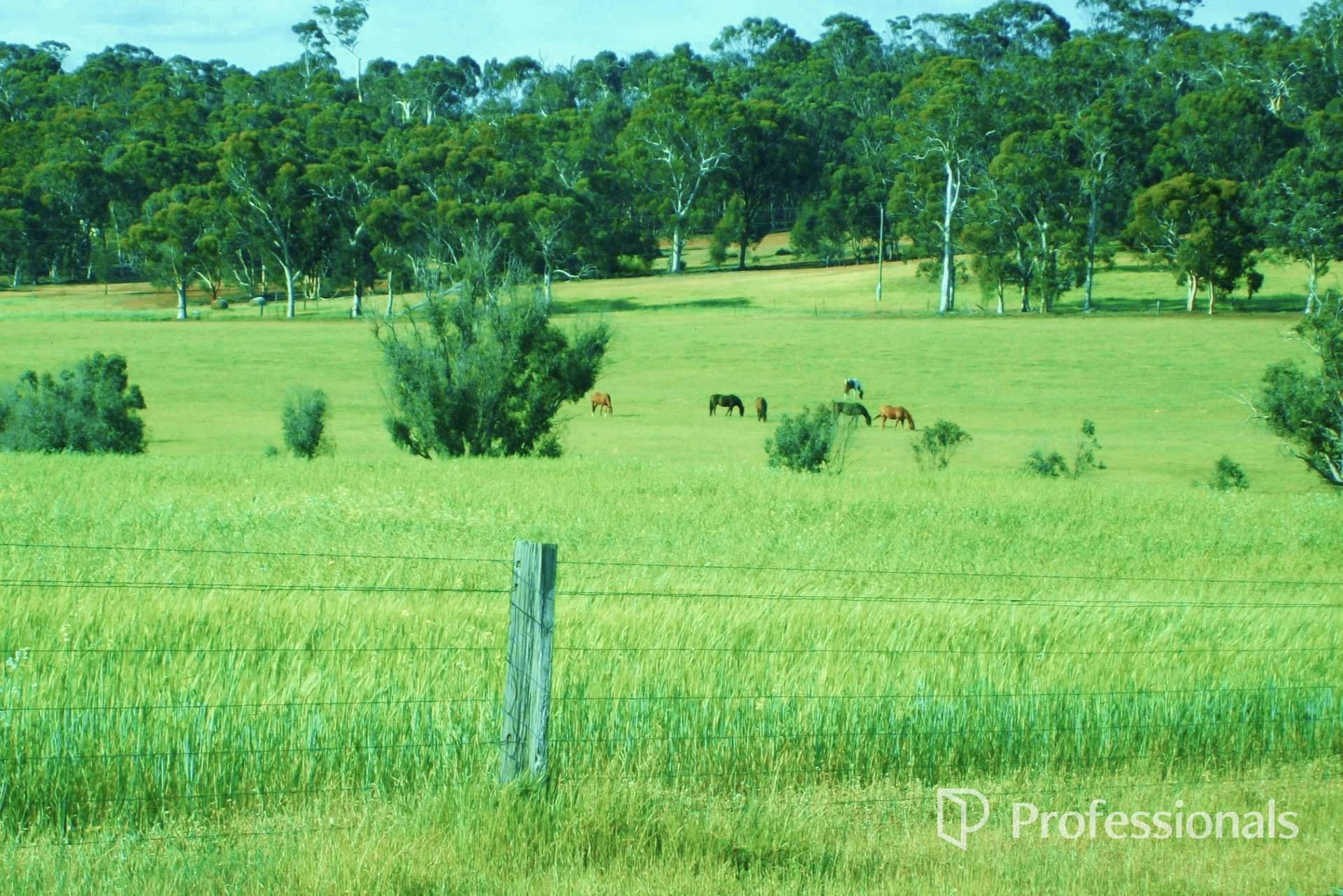 Lot 8464 Corser Road, Hastings For Sale by Farmbuy.com - image 4