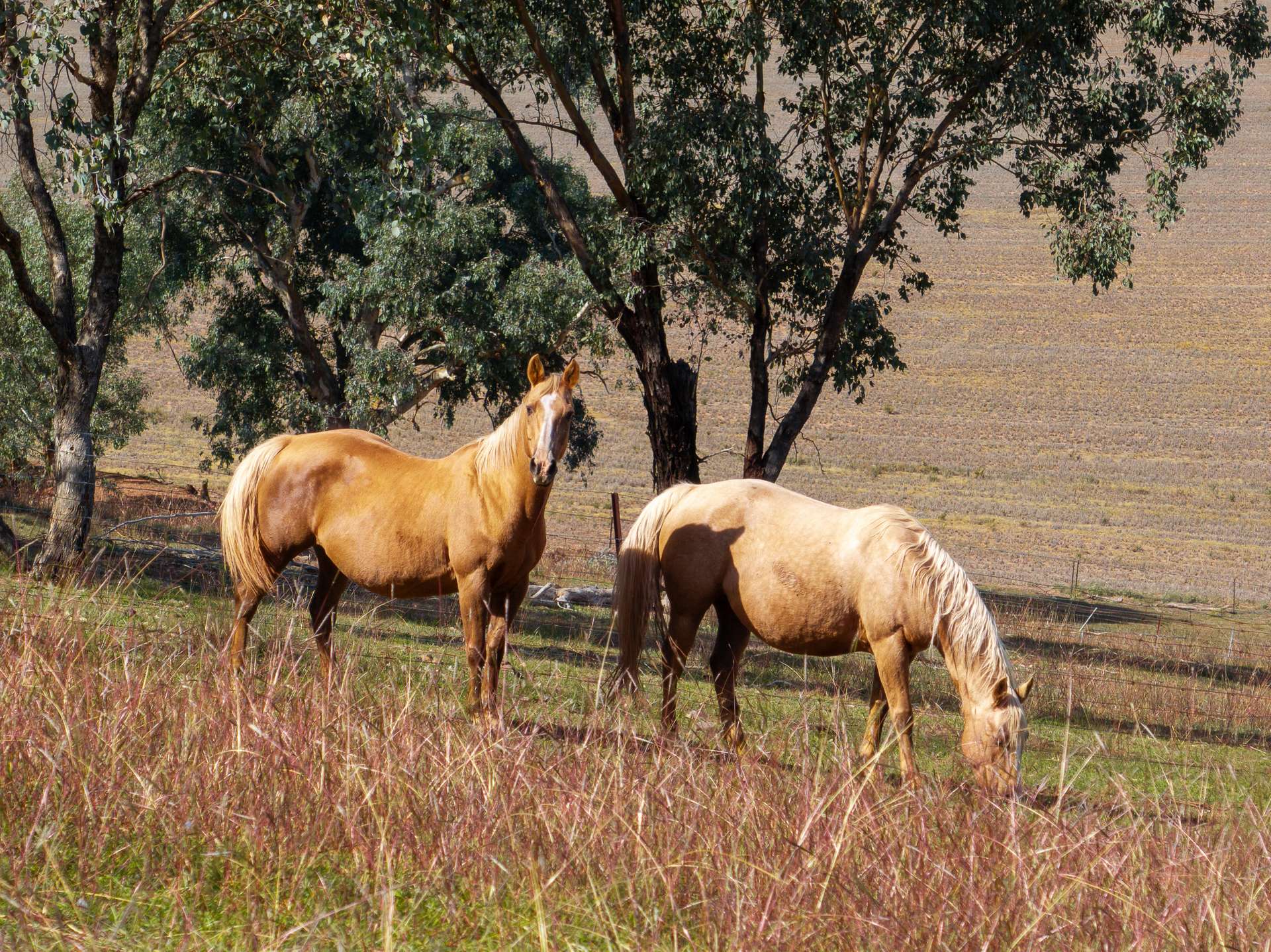 167 Cultowa Lane (Billimari), Canowindra For Sale by Farmbuy.com - image 3