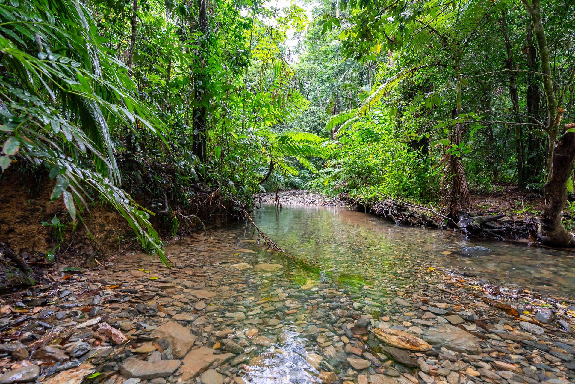 123 Ironbark Road, Diwan, Daintree For Sale by Farmbuy.com - image 3