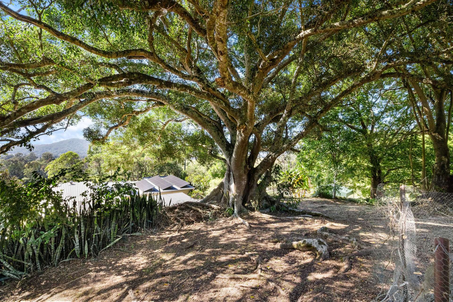 146 Omagh Road, Kyogle For Sale by Farmbuy.com - image 19