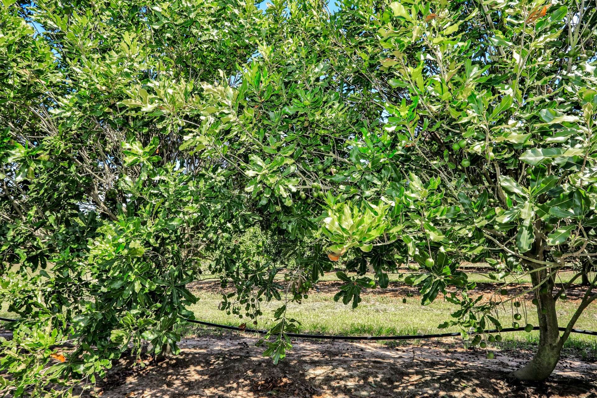 195 Pashleys Road, Welcome Creek For Sale by Farmbuy.com - image 16