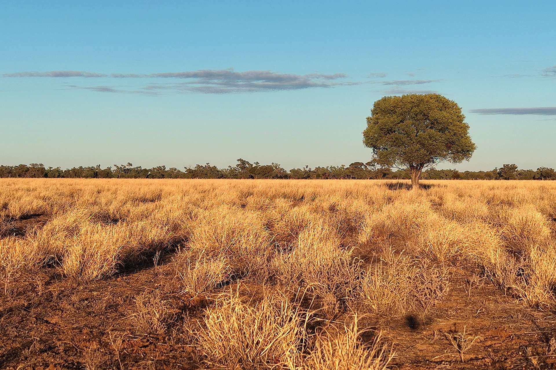 Warrambah - Bundaleer South Plains Road, Cunnamulla For Sale by Farmbuy.com - image 9