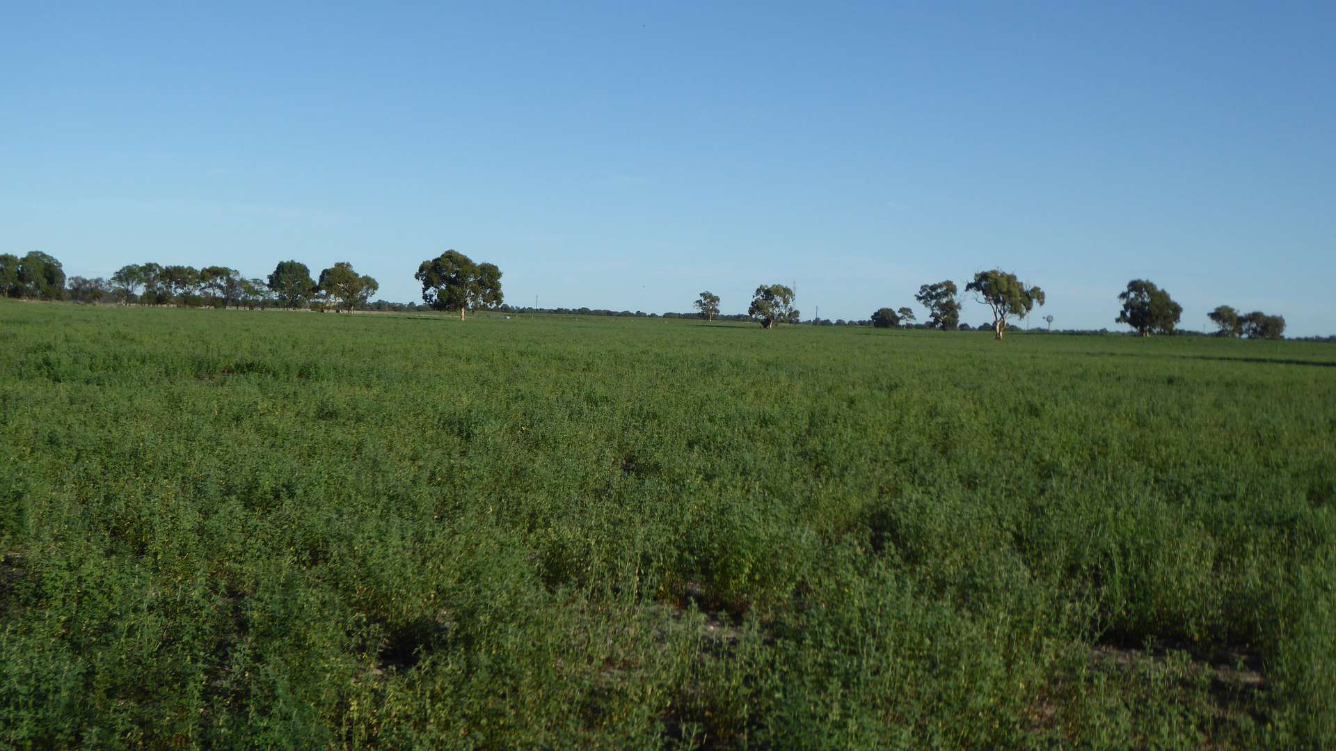 Keith For Sale by Farmbuy.com - image 3