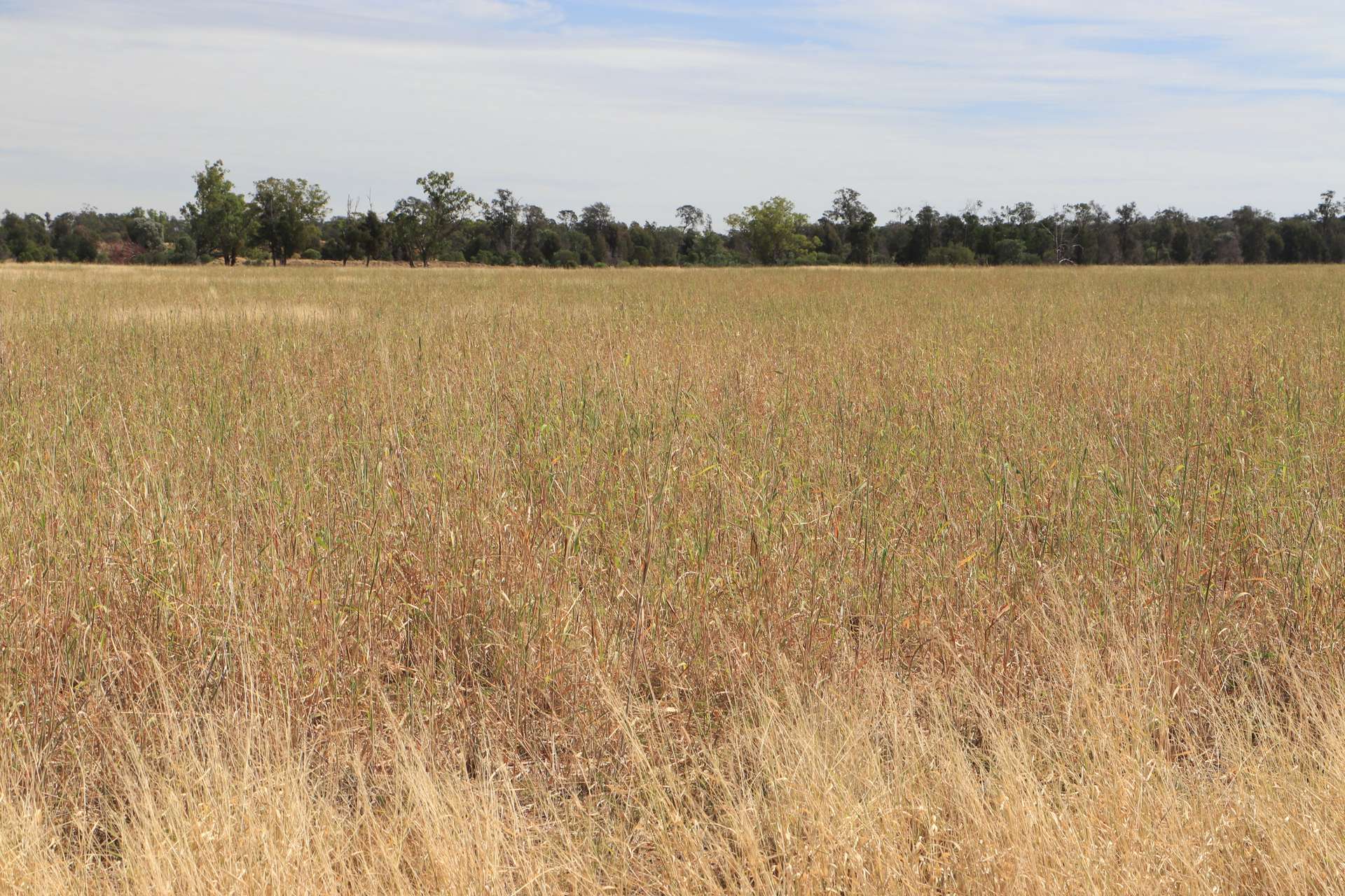 0 Swans Road, Wallumbilla Auction by Farmbuy.com - image 5