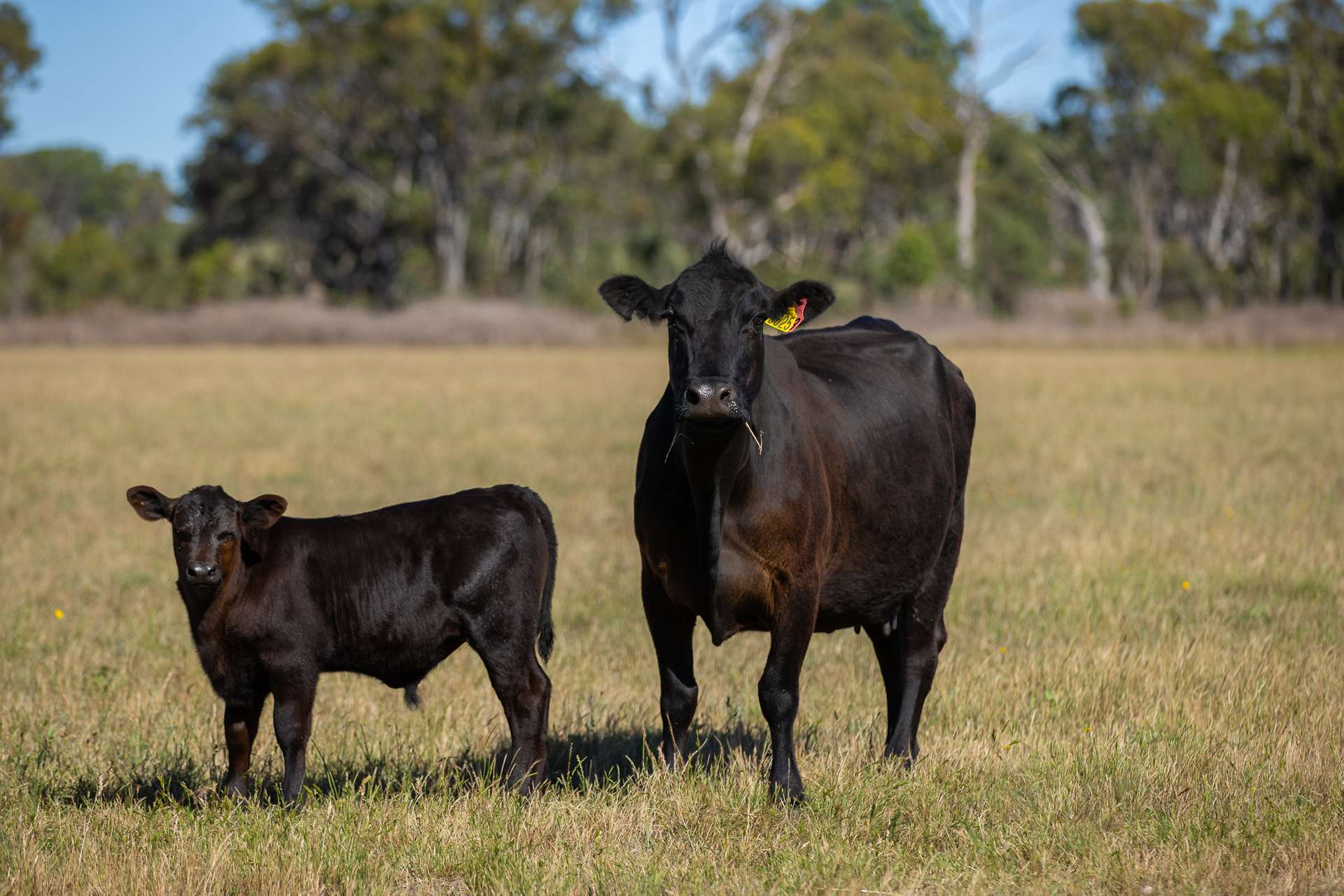107 Bundarra Road, Inverell For Sale by Farmbuy.com - image 6