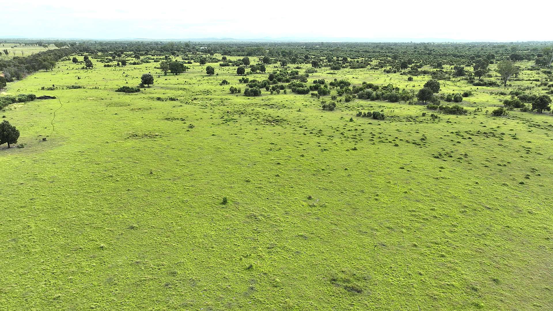 Dooney's Burnett Highway, Dixalea For Sale by Farmbuy.com - image 5