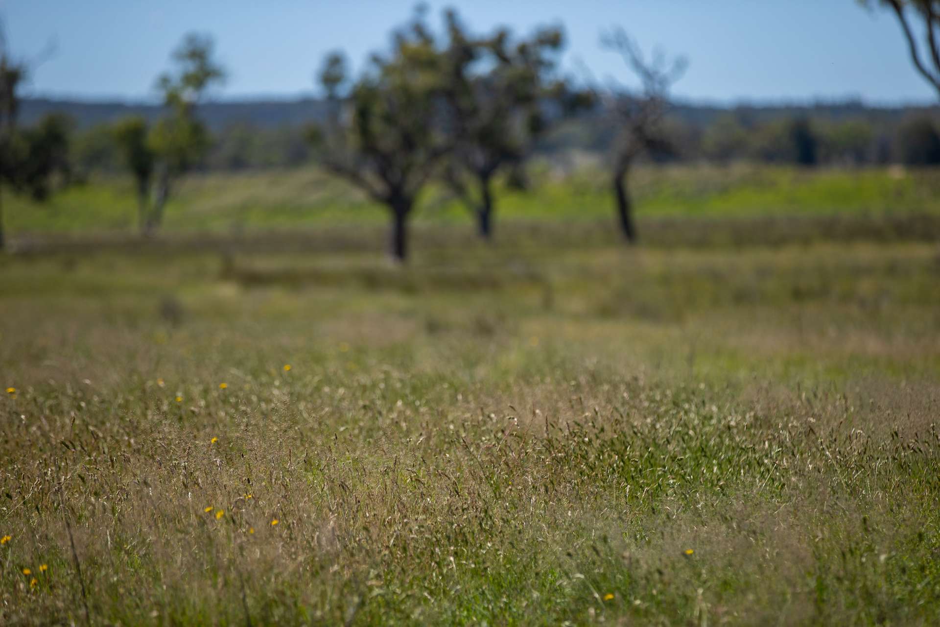 Lot 66 Glen Hazel Road, Inverell For Sale by Farmbuy.com - image 19