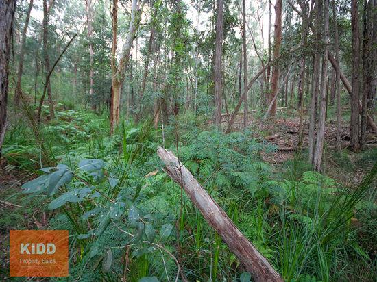 217 Sternbeck Road, Bucketty For Sale by Farmbuy.com - image 20