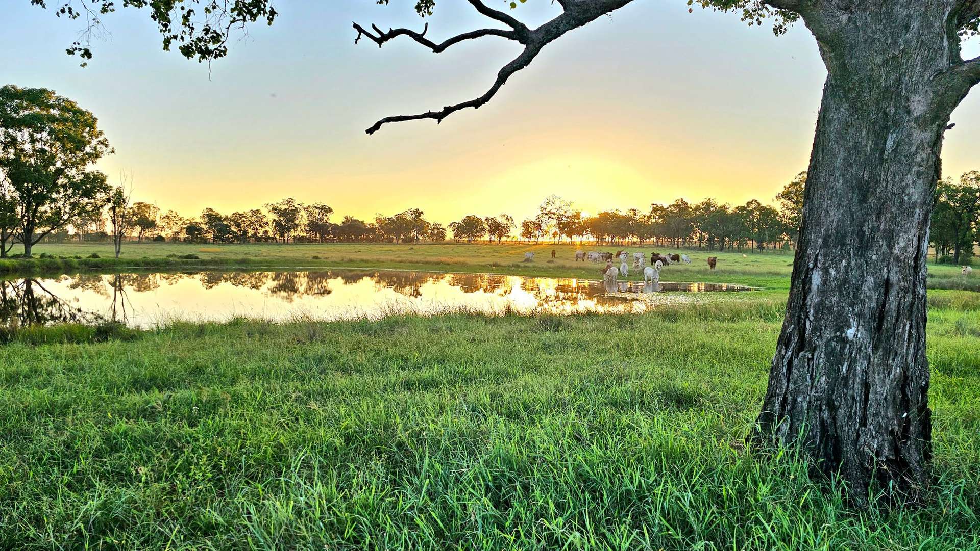 99 North Pattens Road, Boynewood For Sale by Farmbuy.com - image 4