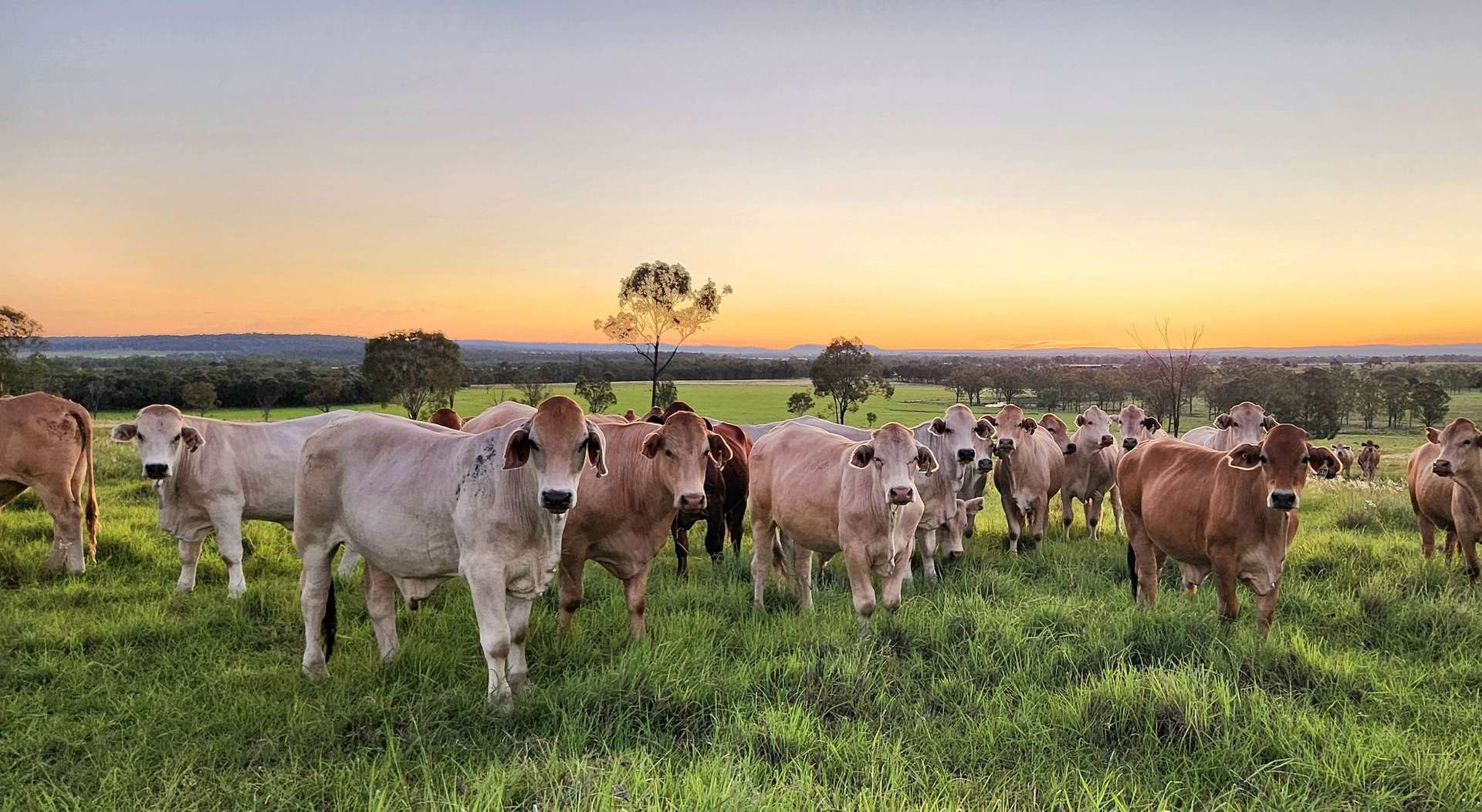 99 North Pattens Road, Boynewood For Sale by Farmbuy.com - image 2