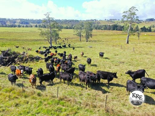 Farm For Sale - NSW - Kyogle - 2474 - LIVESTOCK, CROPPING & IRRIGATION 