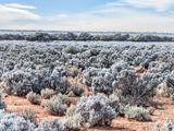 Gilles Downs Station Eyre Highway, Iron Knob For Sale by Ray White Rural South Australia 