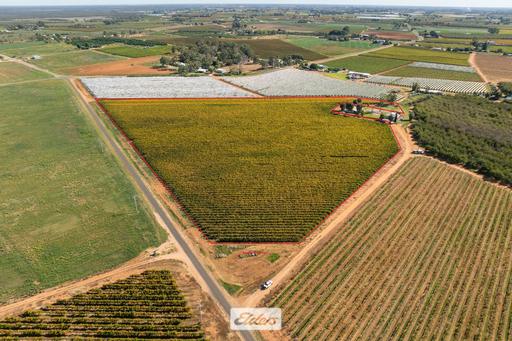 Farm For Sale - VIC - Red Cliffs - 3496 - Well Developed Wine Grape Holding 