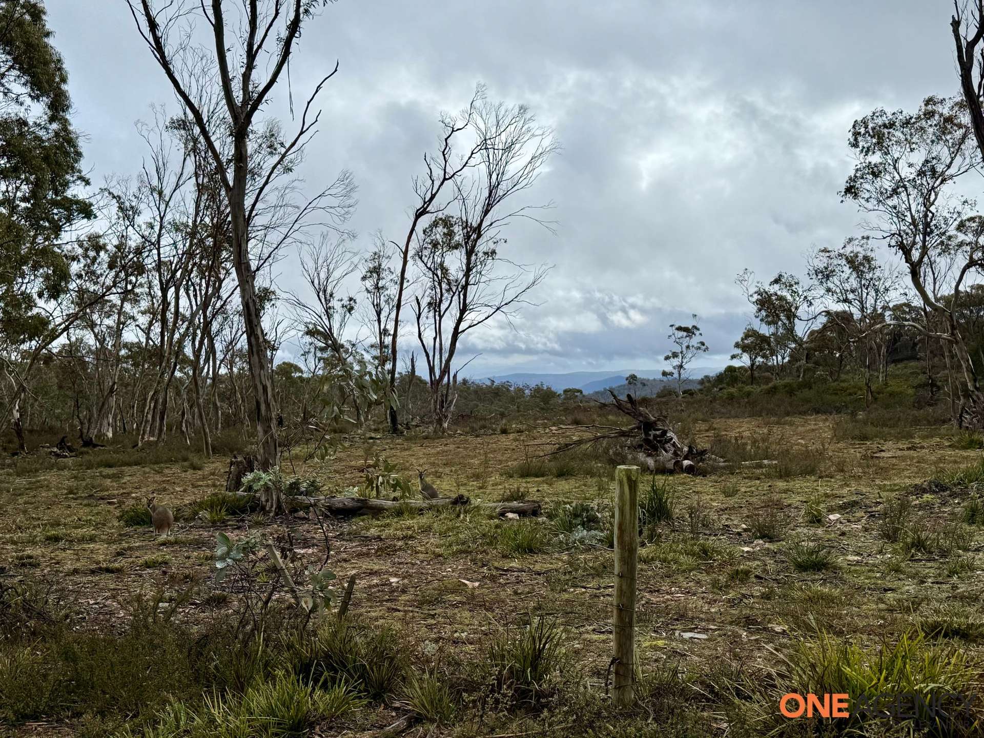 Lot 67, 1830 Dangelong Road, Kybeyan For Sale by Farmbuy.com - image 14