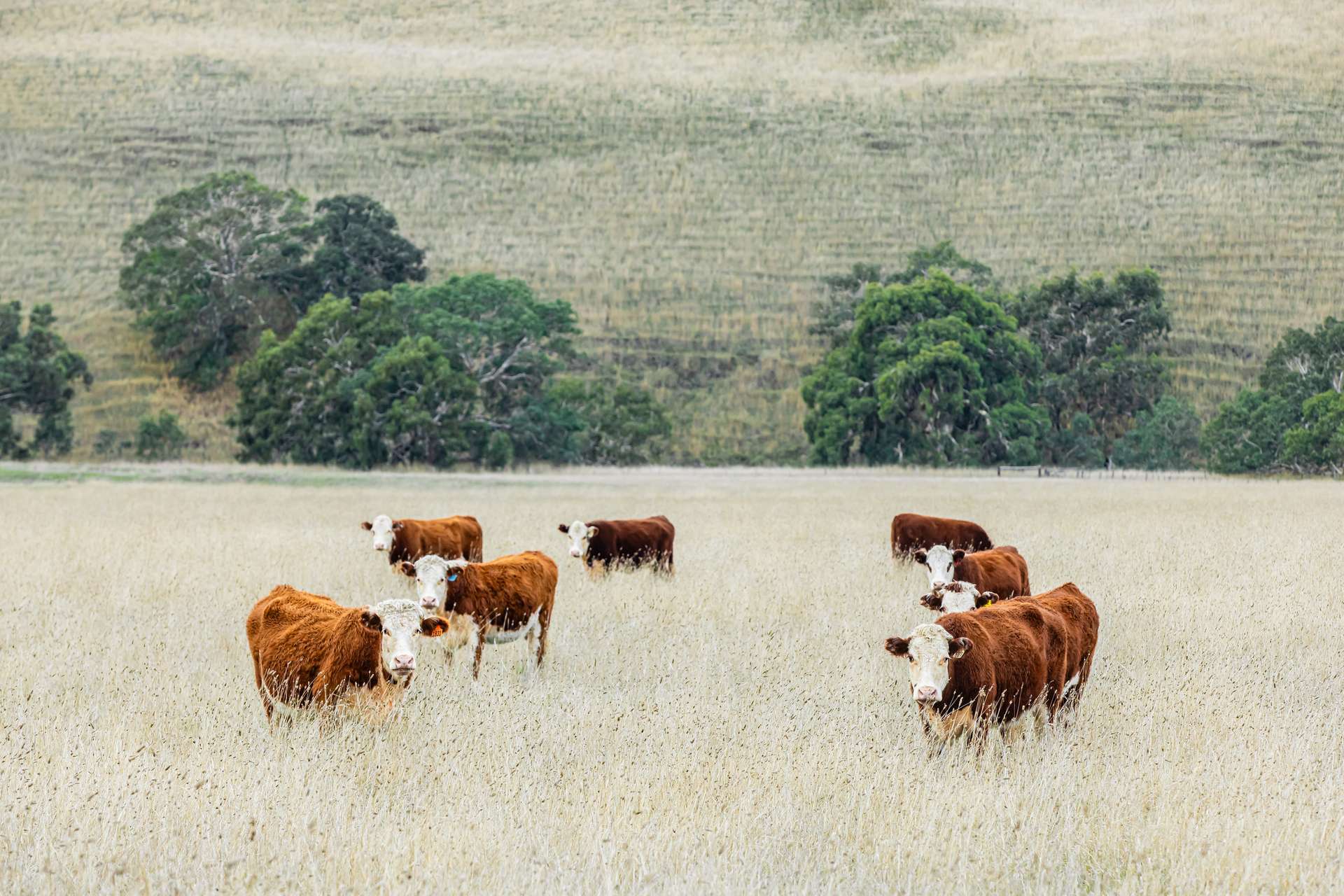 Lot 8 Nolans Road, Henty For Sale by Farmbuy.com - image 9