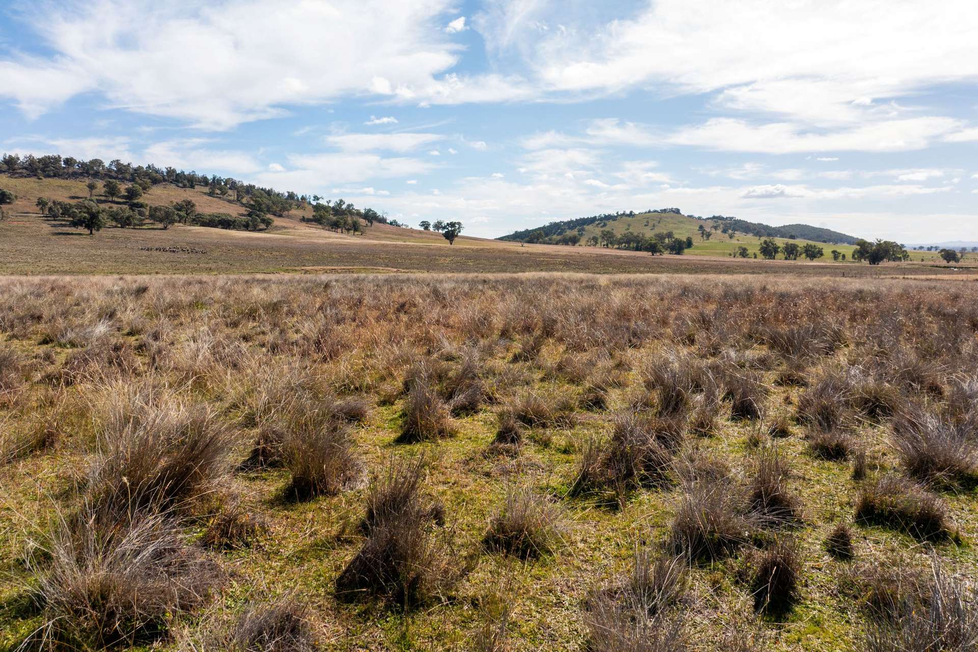 606 Sutherland Road, Koorawatha For Sale by Farmbuy.com - image 8