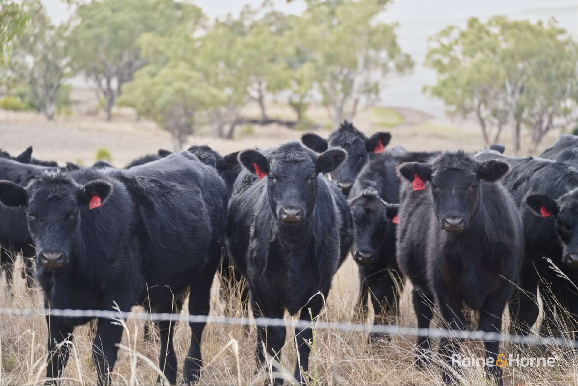 1007 Barnbrook Road, Werris Creek Auction by Farmbuy.com - image 13