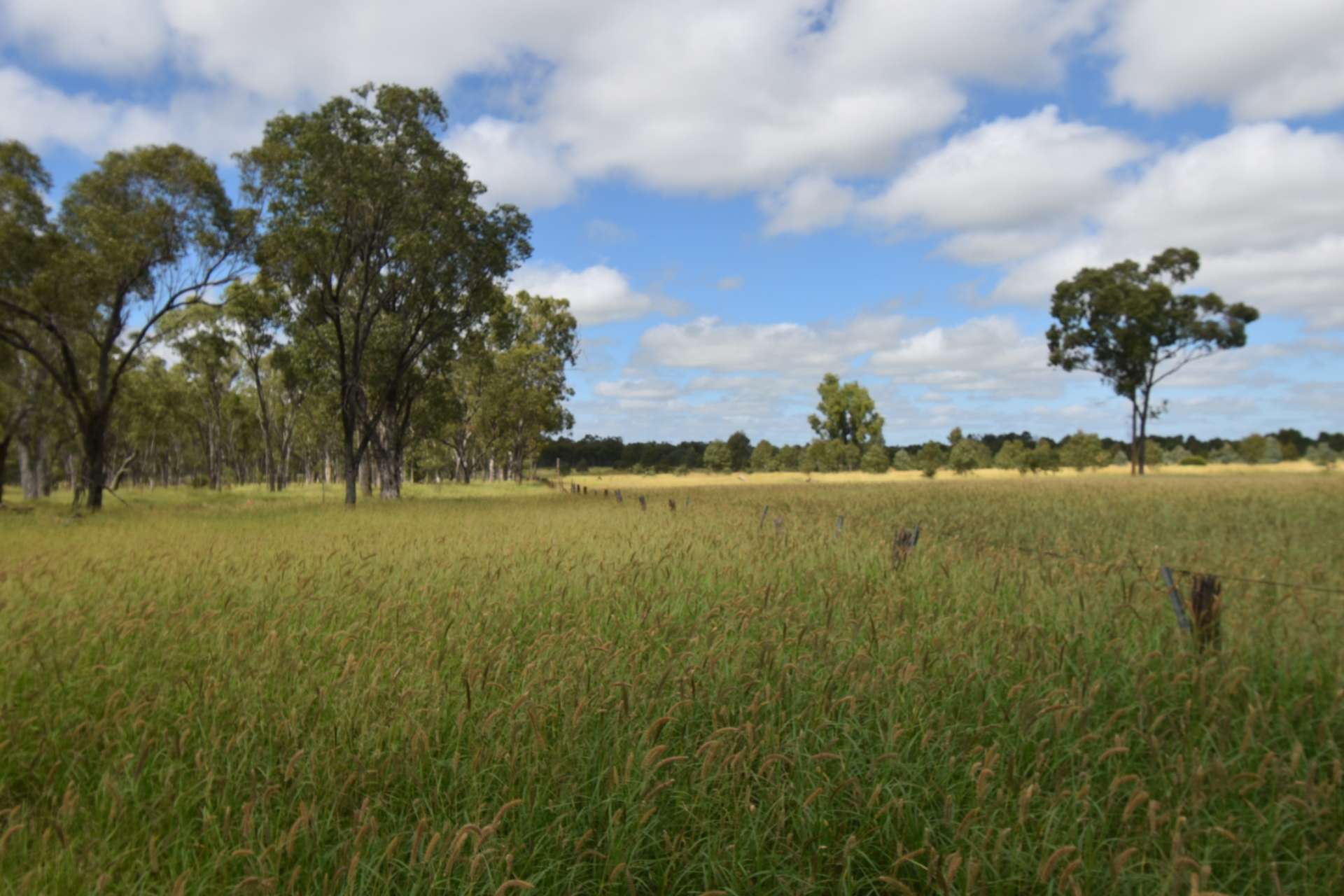 5074 Alpha Tambo Road, Alpha Auction by Farmbuy.com - image 13