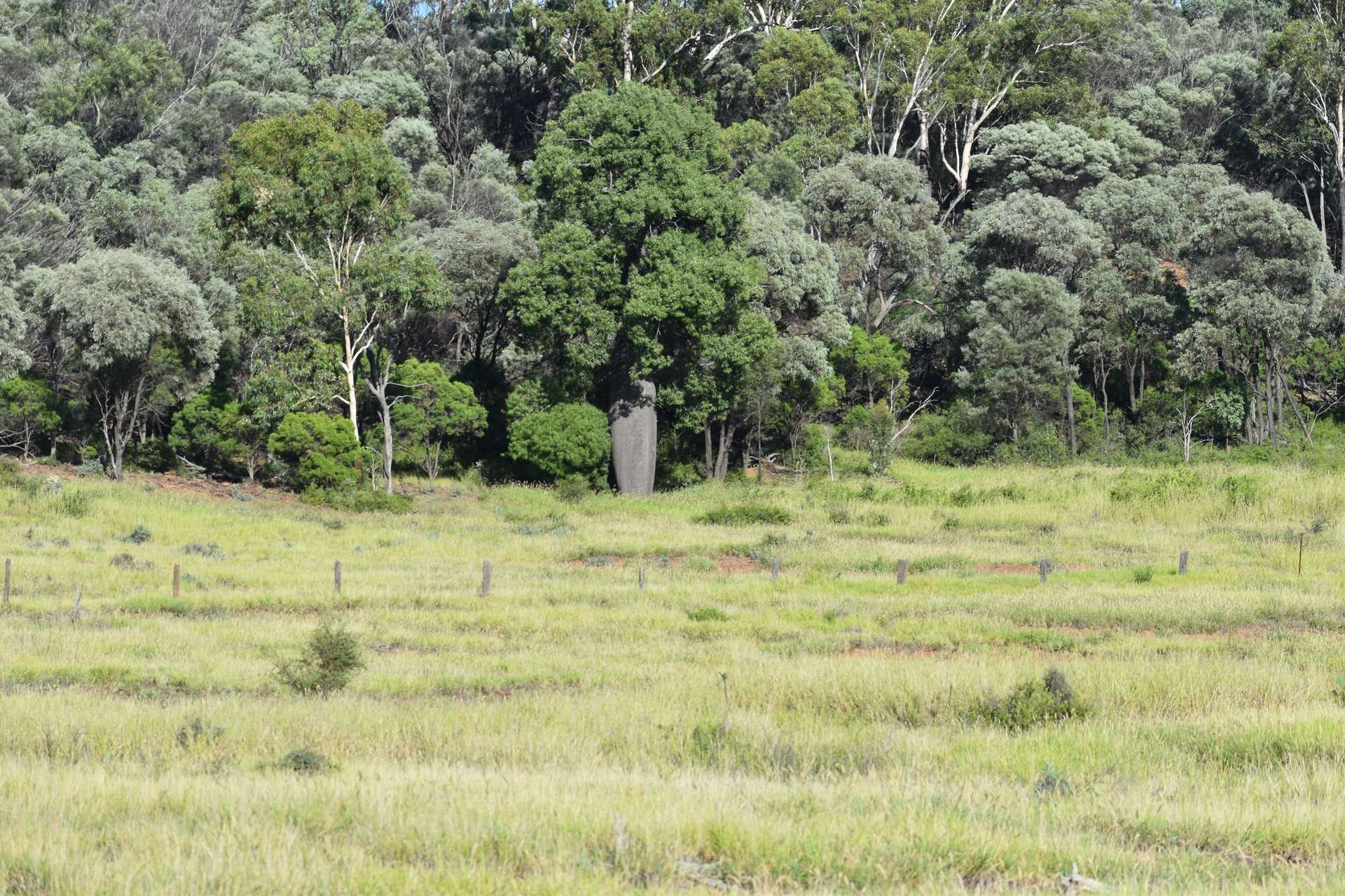 5074 Alpha Tambo Road, Alpha Auction by Farmbuy.com - image 8