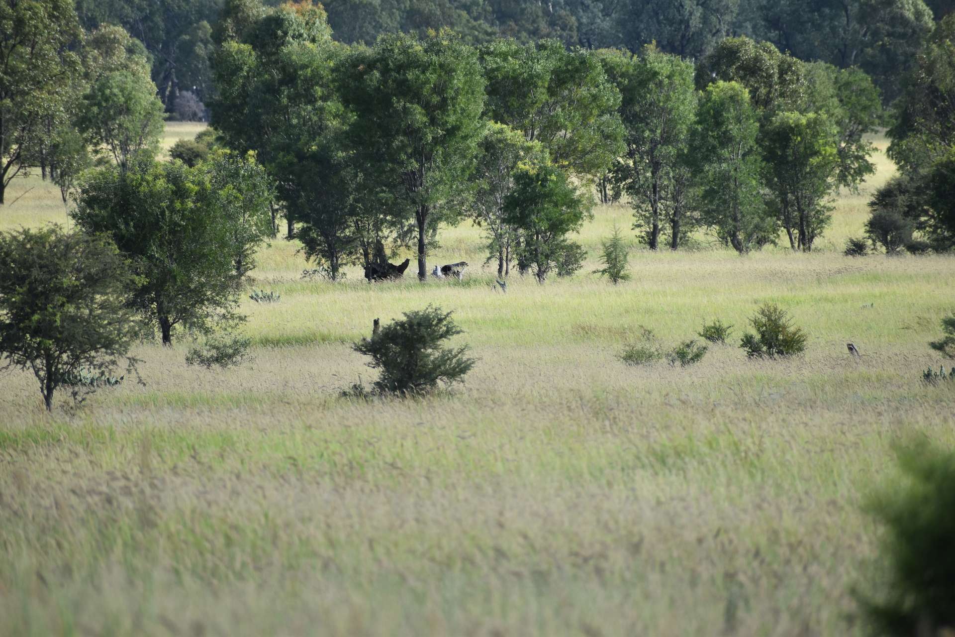 5074 Alpha Tambo Road, Alpha Auction by Farmbuy.com - image 10